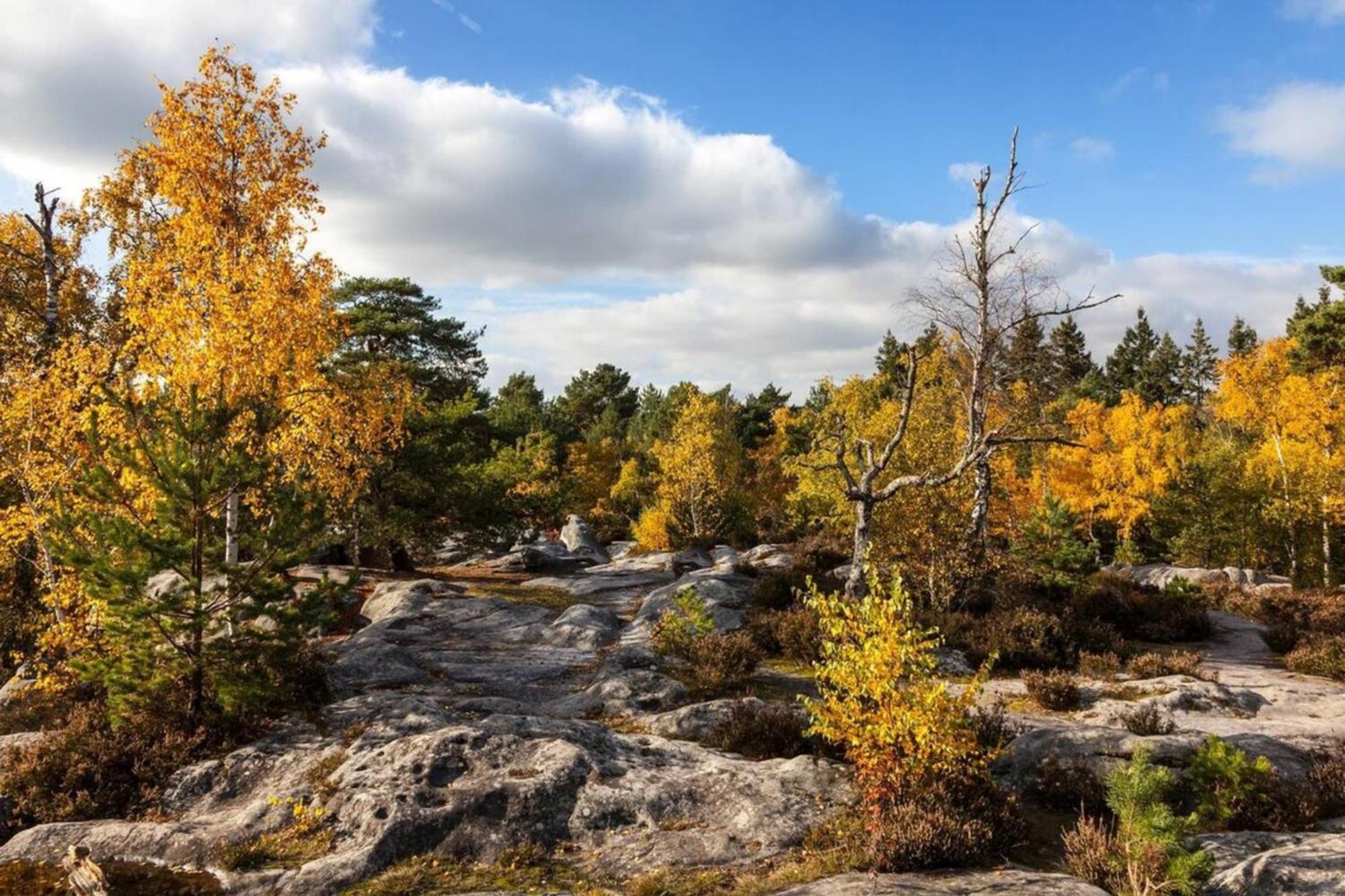 Vue Chateau Fontainebleau - Chez Lydia Ngoại thất bức ảnh
